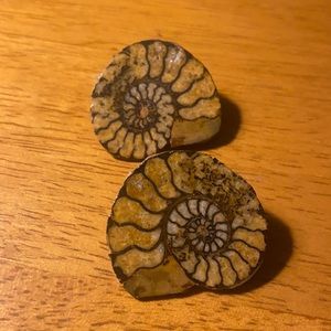 Shell earrings